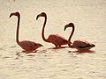 Flamingos in Celestún Estuary - Flickr - treegrow (16).jpg