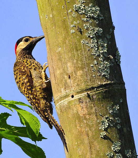 File:Flickr - Dario Sanches - PICA-PAU-VERDE-BARRADO (Colaptes melanochloros).jpg