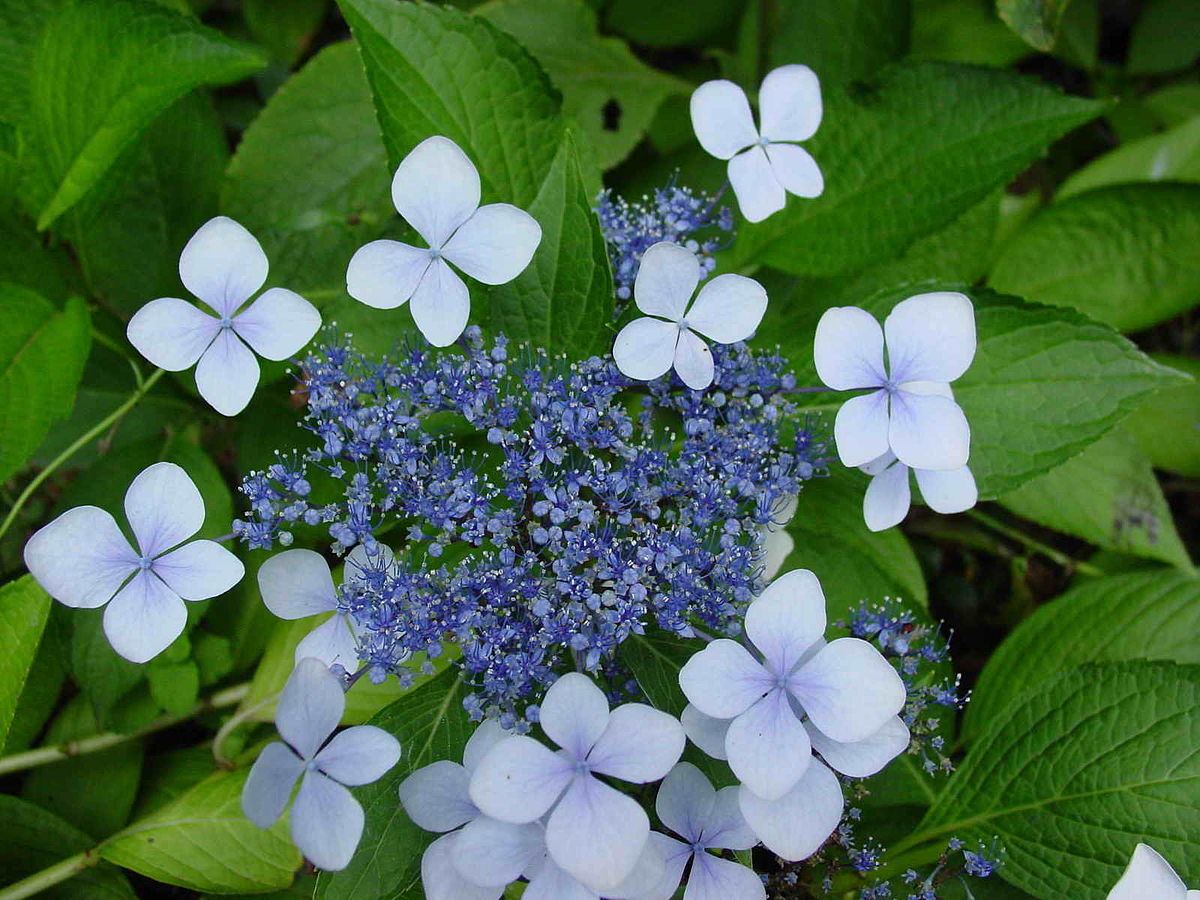 装飾花 Wikipedia