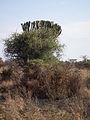 Flora of Tanzania 2766 Nevit.jpg