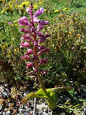 Bunga, Lachenalia sp., Mercusuar Cape, Afrika Selatan 10Sep07.jpg