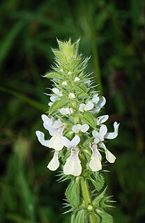 <i>Stachys ocymastrum</i> Species of plant