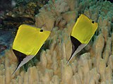 Forcipiger flavissimus Yellow Longnose Butterflyfish Papua New Guinea by Nick Hobgood.jpg