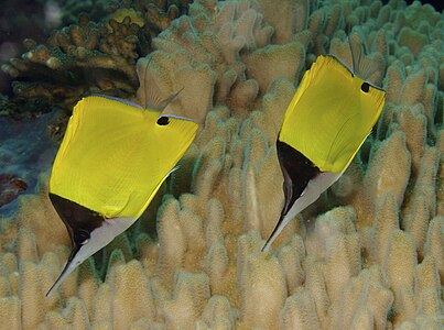 Forcipiger flavissimus (Yellow Longnose Butterflyfish)