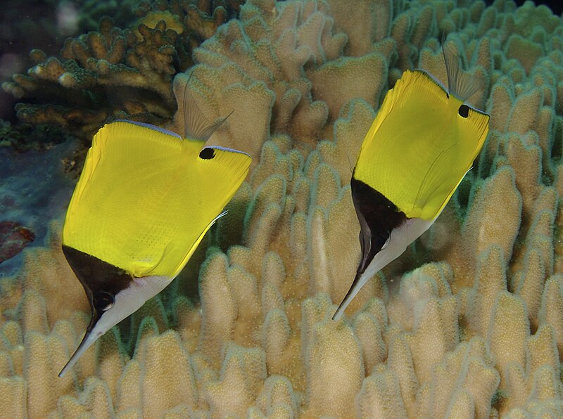 File:Forcipiger flavissimus Yellow Longnose Butterflyfish Papua New Guinea by Nick Hobgood.jpg