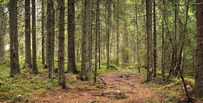 File:Forest in Jyväskylä 3.jpg