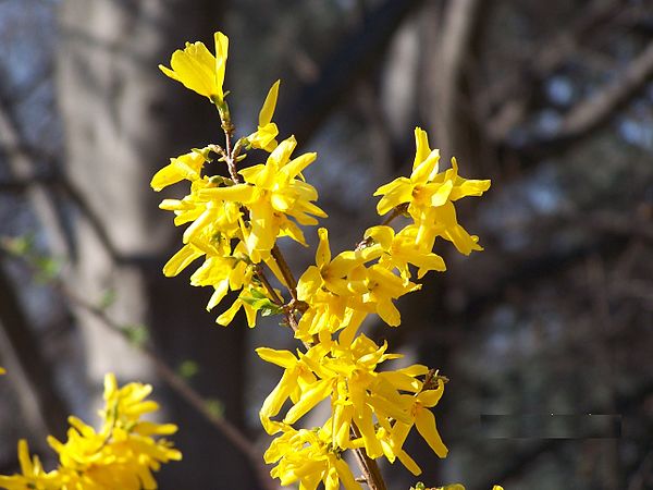 Like a number of other deciduous plants, Forsythia flowers during the leafless season.