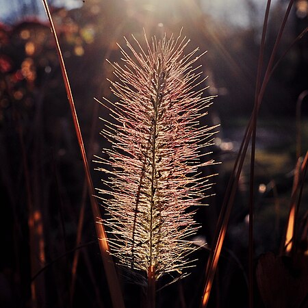 Tập_tin:Foxtail_fountain_grass.jpg