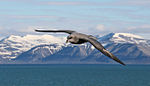 Havhest på vingene over Isfjorden