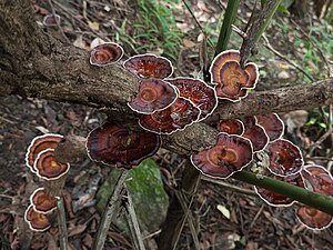 Fungi 50.jpg