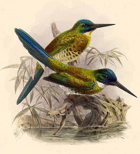 Galbula leucogastra Keulemans.jpg