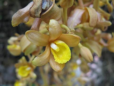 Resultado de imagem para Orquídea Galeola