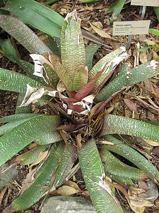 <i>Vriesea vagans</i> Species of flowering plant