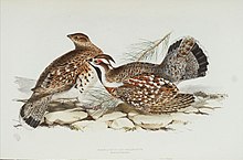 Hazel grouse Gelinotte.jpg