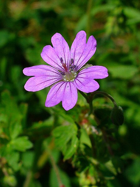 File:Geranium pyrenaicum 002.JPG