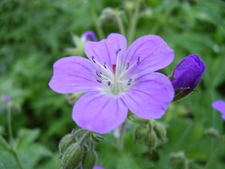 Fail:Geranium sylvaticum2.jpg