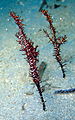 Ghostpipefish tanjung bolung.jpg