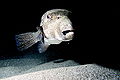 Giant Pufferfish.JPG