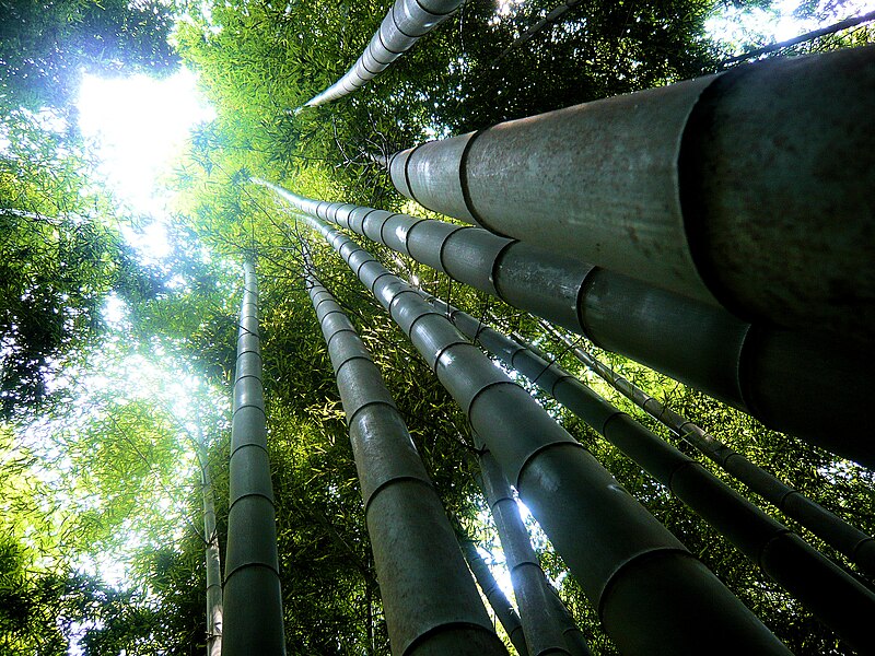 File:Giant bamboo forest - Fushimi Inari.jpg