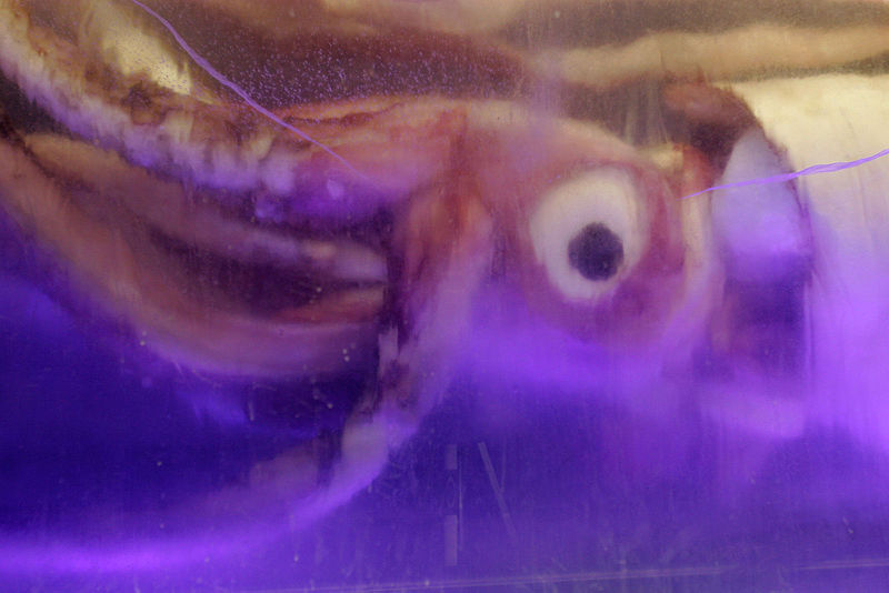 File:Giant squid melb aquarium02.jpg