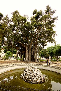 Ficus macrophylla of Piazza Marina (Giardino Garibaldi) in Palermo