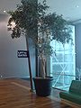 Gigantic Potted Tree Auckland Airport.jpg