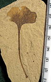 List dvokrpega ginka (Ginkgo biloba) z vidnim objedanjem (posledica žuželk), star približno 49 milijonov let.