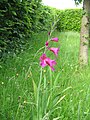 'Gladiolus × byzantinus