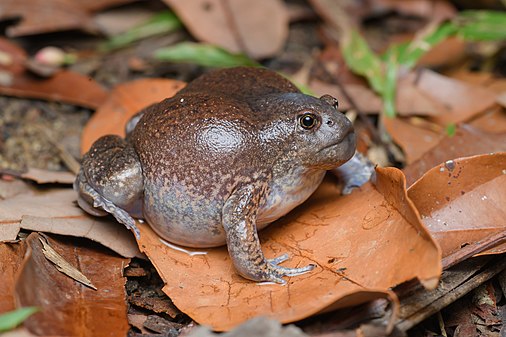 Blunt-headed burrowing frog (Glyphoglossus molossus) (created by Rushenb; nominated by MER-C)