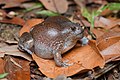 Glyphoglossus molossus, Blunt-headed burrowing frog - Mueang Loei District, Loei Province (47097003944).jpg