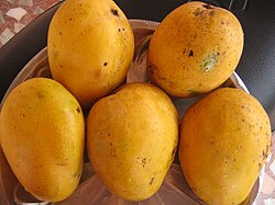 Zreli banganpalli mango iz Guntura, Indija