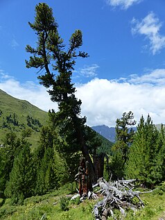 Arve în Dumnezeu Tamangur.  Privind spre nord, în vale.