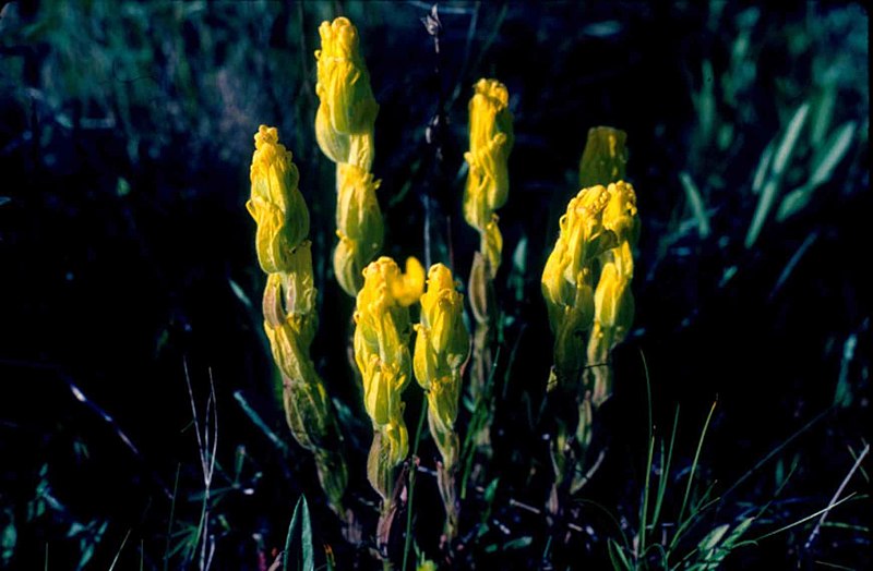 File:Golden paintbrush flower plant castilleja levisecta.jpg