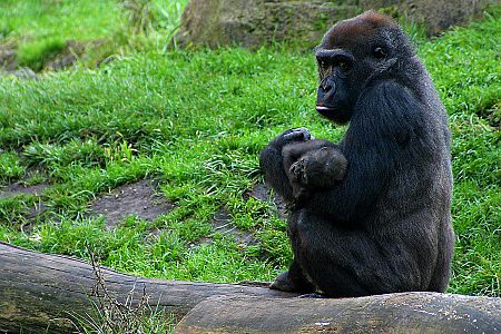 ไฟล์:Gorillaweibchen mit Jungem.jpg