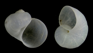 <i>Granigyra pruinosa</i> Species of gastropod