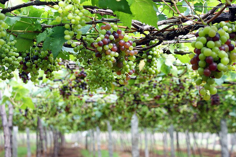 File:Grape Plant and grapes8.jpg