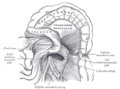 Vue inférieure du mésocôlon transverse.