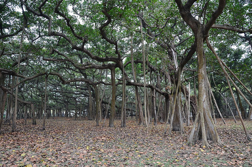Great Banyan Tree - Howrah 2011-02-20 1675.JPG