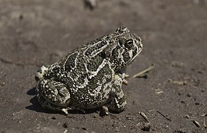 Cóc Đại Bình nguyên (Anaxyrus cognatus)