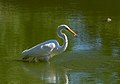 * Nomination Great egret with fish in Green-Wood Cemetery --Rhododendrites 01:21, 21 September 2020 (UTC) * Promotion  Support Good quality -- Johann Jaritz 03:53, 21 September 2020 (UTC)