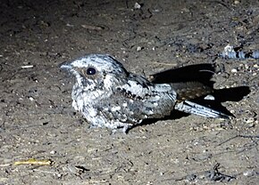 Popis obrázku Greater Antillean Nightjar.  Caprimulgus cubanensis - Flickr - gailhampshire.jpg.