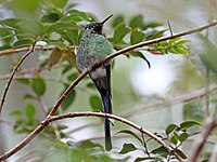 Trainbearer, Green-tailed Lesbia nuna