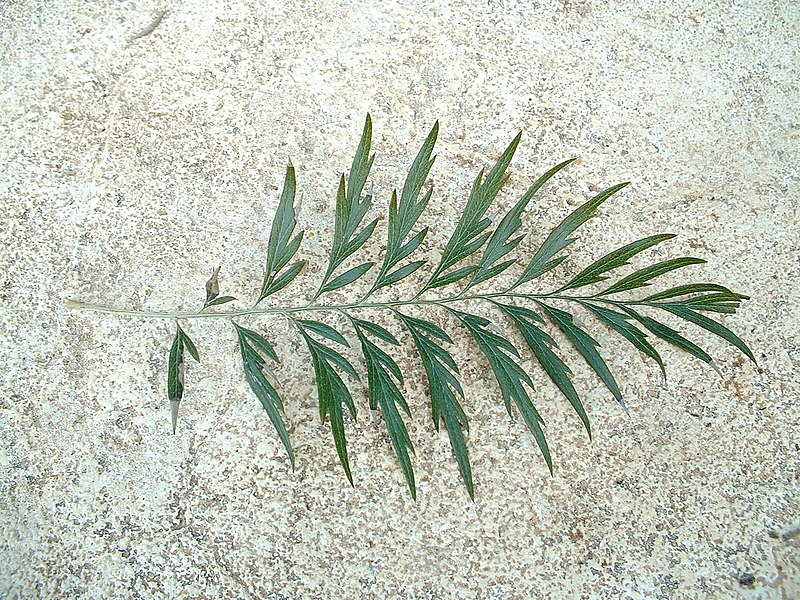 File:Grevillea robusta leaf 01.jpg