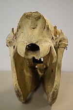 Miniatuur voor Bestand:Grevy's Zebra Skull Back (NML-VZ 1963.173.76).jpg