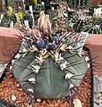 Gymnocalycium cabreraense VoS2122