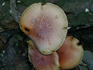 <i>Gymnopilus subpurpuratus</i> Species of fungus