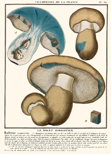 Gyroporus cyanescens