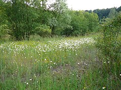 Blütenreicher Magerstandort