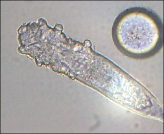 <i>Demodex</i> genus of arachnids