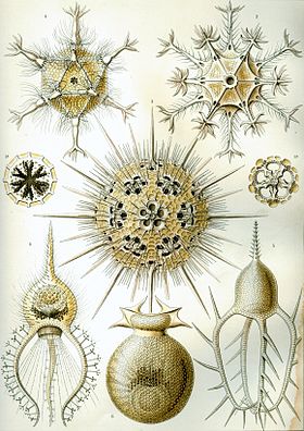 Gravura de Ernst Haeckel, de 1904, na sua Kunstformen der Natur (Formas artísticas da Natureza), mostrando cercozoários da classe dos Phaeodaria.